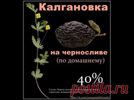 Самогонщик Тимофей. Калгановка на черносливе