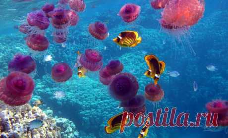 30 фото медуз — самых невероятных морских обитателей