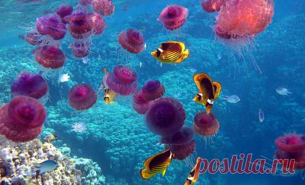 30 фото медуз — самых невероятных морских обитателей