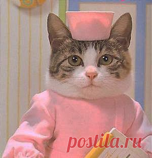 Ученые доказали: кошка должна быть в каждом доме! Целебная сила мурлыки.