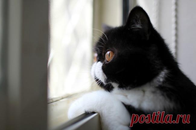 Главное, чтобы дома кто-то ждал – Фитнес для мозга