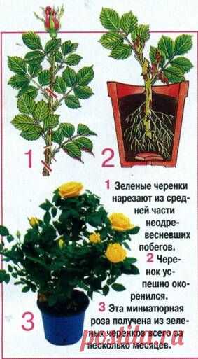 РАЗМНОЖЕНИЕ РОЗ ЛЕТОМ | Варварушка-Рукодельница