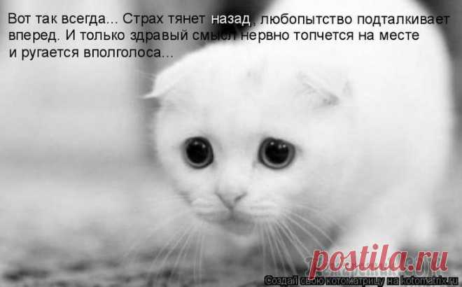 В основном - про котов