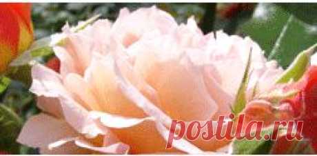 Роза Джей Пи Коннел (саженец канадской розы)