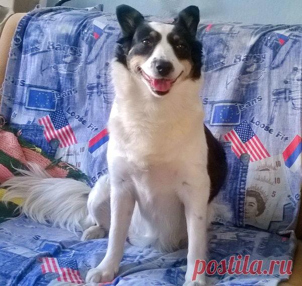 Какую энергетику дарит собака дому | Дневник собачницы | Яндекс Дзен