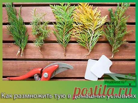 Размножение туи – просто и увлекательно | Вырастим овощи вместе! | Яндекс Дзен
