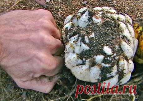 Просто о биотехнологии земледелия по природному типу — Ваше Плодородие