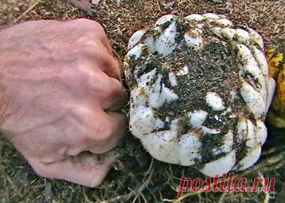 Просто о биотехнологии земледелия по природному типу — Ваше Плодородие