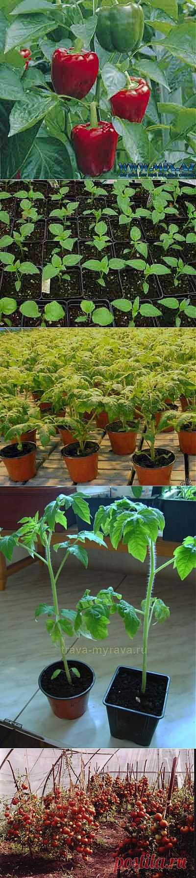 КАК ВЫРАСТИТЬ РАССАДУ В ДОМАШНИХ УСЛОВИЯХ | Самоцветик