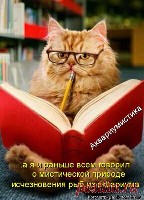 Коты, кошки и маленькие, пушистые котята