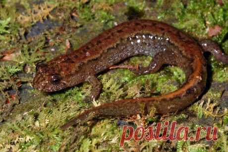 Безлегочные саламандры (лат. Plethodontidae)