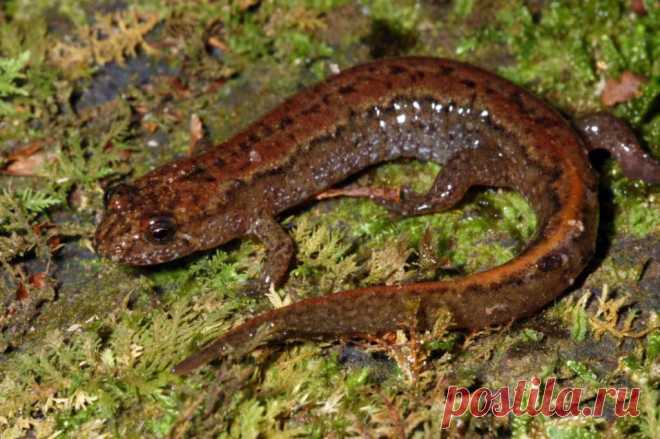 Безлегочные саламандры (лат. Plethodontidae)