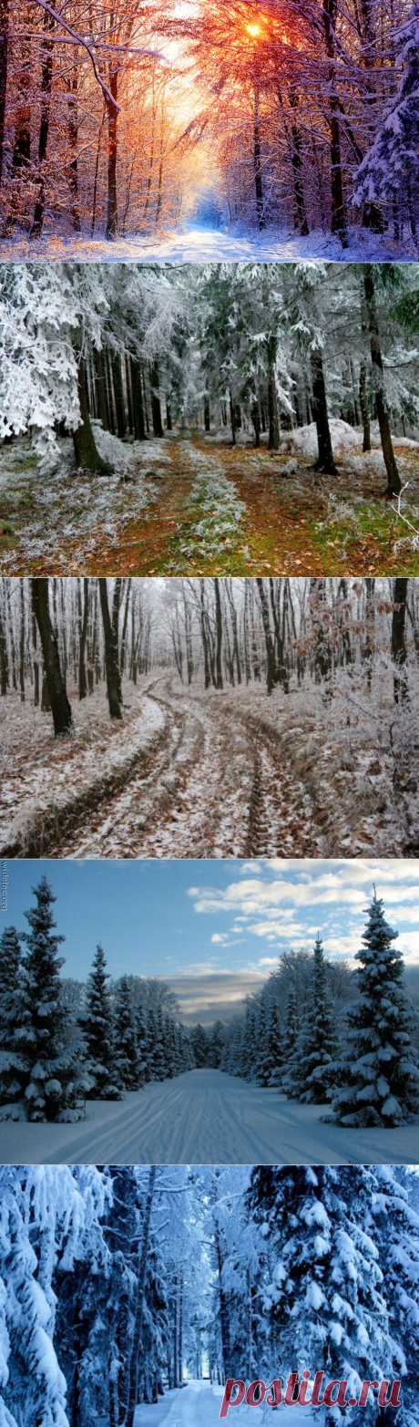 Зимний лес.