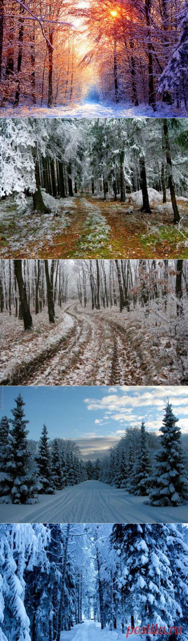 Зимний лес.