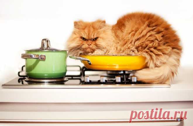 Рыжий перс Garfi
