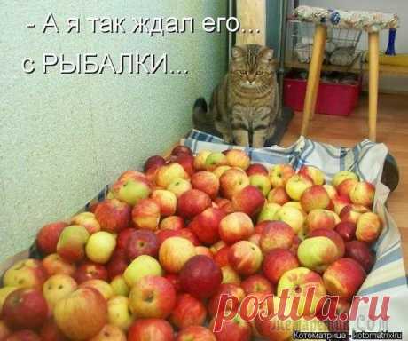"Коты и др." (3-я часть)