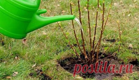 Две весенние подкормки ягодных кустарников: основные моменты | Сад, дом, огород | Дзен