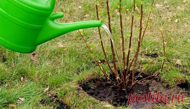 Две весенние подкормки ягодных кустарников: основные моменты | Сад, дом, огород | Дзен