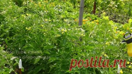 ОТ ЭТОЙ ПОДКОРМКИ ОГУРЦЫ ПУЧКАМИ, ТОМАТЫ ГРОЗДЬЯМИ, КАПУСТА БОЛЬШИМИ КОЧАНАМИ!