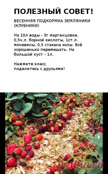(1) Одноклассники