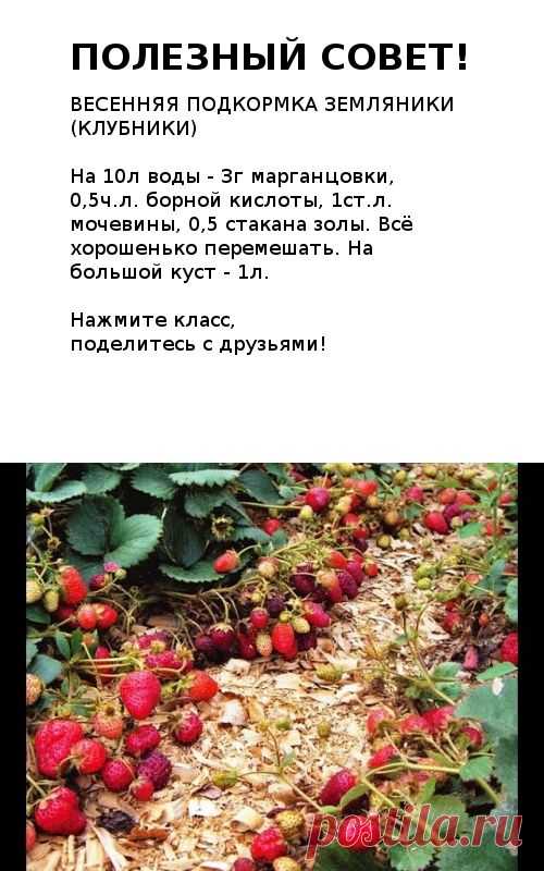 (1) Одноклассники