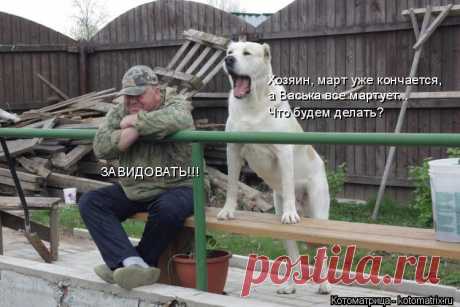 Котоматрица: Лучшие за апрель 2017