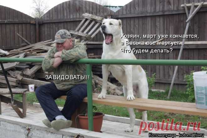 Котоматрица: Лучшие за апрель 2017