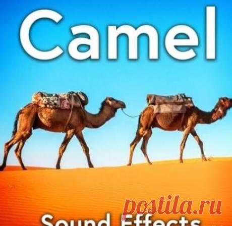 Sound Ideas – Camel Sound Effects [Hot Ideas] — SFX / Field Recording 2026 (FLAC) Artist: Sound Ideas Title: Camel Sound Effects Label: Hot Ideas Catalog #: SI-CAMEL-01 Style: Sound Effects / SFX / Field Recording Release Date: 2026-05-10 (Original Release 2023) Quality: FLAC / 16-bit / 44.1 kHz / Stereo Tracks: 60 Total Time: 20:10 Min Size: 62 MB  About the Release: Authentic Desert Atmosphere Toolkit! 🐪🌵 — download MP3 & FLAC 320kbps. Fresh releases on Musicvibez