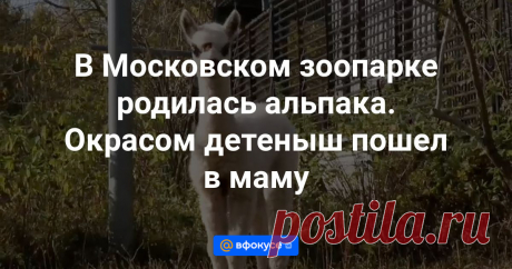 Первенец появился на свет у молодой самки 19 сентября.