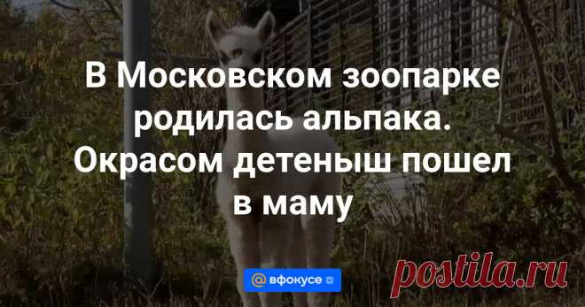 Первенец появился на свет у молодой самки 19 сентября.