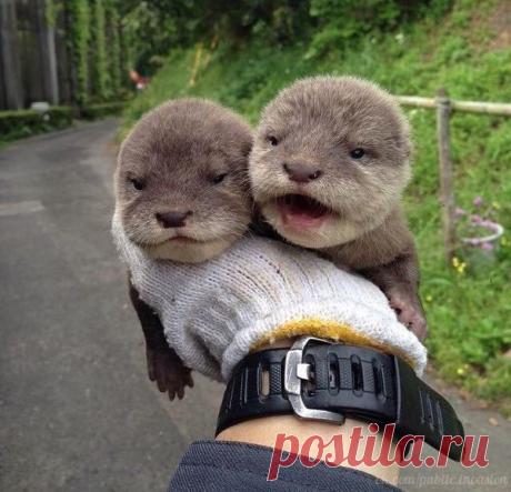 Детёныши выдры 😊 / Медицина для всех