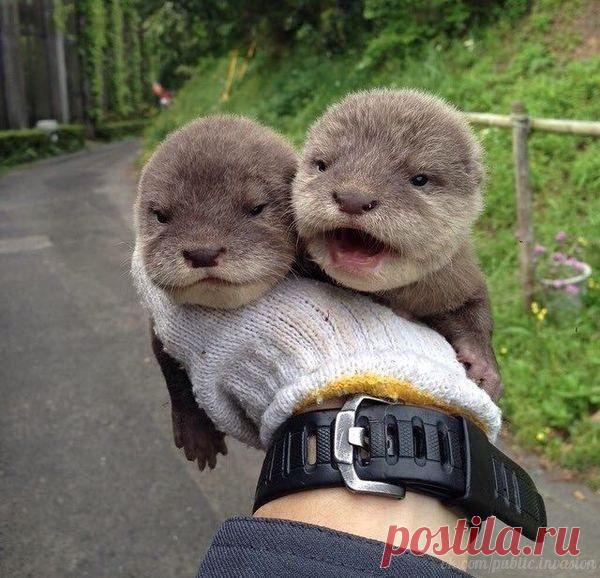 Детёныши выдры 😊 / Медицина для всех