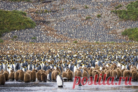 Неописуемая красота фотоконкурса National Geographic 2015. Это фантастика! /  Колония пингвинов, Южная Джоржия, 
 ,2014 год.