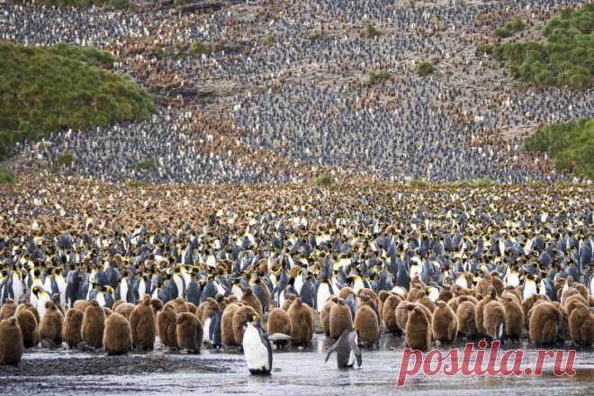 Неописуемая красота фотоконкурса National Geographic 2015. Это фантастика! /  Колония пингвинов, Южная Джоржия, 
 ,2014 год.
