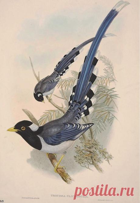 Название Картины Неизвестно 000006, Daniel Giraud Elliot. 1937x2802. Просмотров: 41. Обновлено: 25 Мая 2013 г. | www.ArtScroll.ru - Свитки искусства. Галерея картин русских и зарубежных художников. Практические уроки.