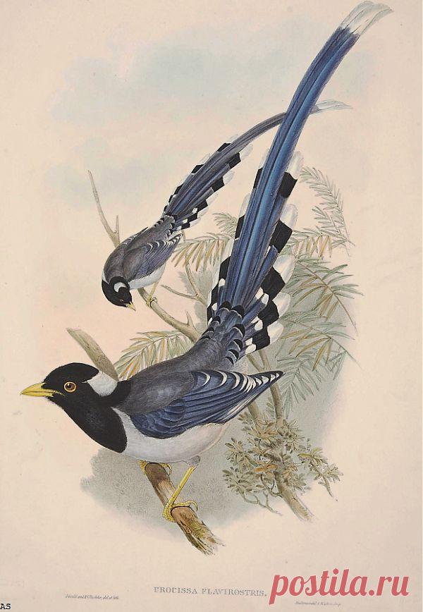 Название Картины Неизвестно 000006, Daniel Giraud Elliot. 1937x2802. Просмотров: 41. Обновлено: 25 Мая 2013 г. | www.ArtScroll.ru - Свитки искусства. Галерея картин русских и зарубежных художников. Практические уроки.