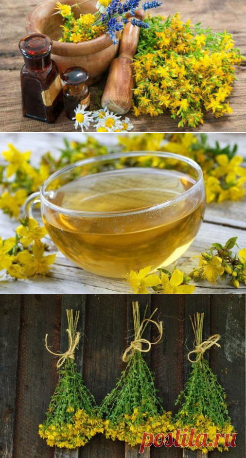 Зверобой — полезные свойства и противопоказания, рецепты лечения и сбор сырья — Здоровое питание и фитнес