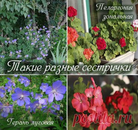 Пеларгония или герань в чем разница, отличия в уходе (фото)