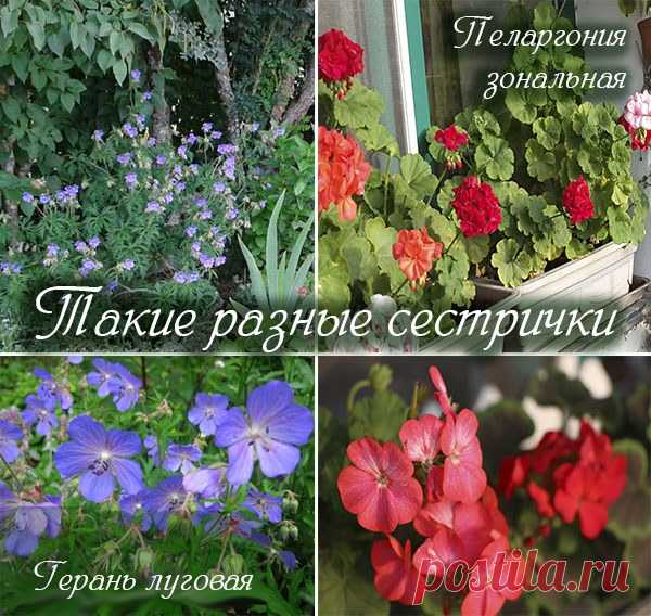 Пеларгония или герань в чем разница, отличия в уходе (фото)
