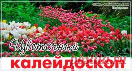 Луковичные для весеннего цветника – что посадить и как скомпоновать Содержание ✓✓ Экзотический колорит✓ Правильные условия для луковичных✓ Луковичные – особый уход✓ Забота о луковицах✓ Природный стиль✓ Боремся с самосевом у луковичных✓ ПОСАДКА ЛУКОВИЧНЫХ ЦВЕТОВ – ВИДЕО Весенний цветник из луковичных своими руками Последний месяц весны – это пора тюльпанов. Немногие садовые цветы могут посоревноваться с ними в разнообразии форм и оттенков. Они прекрасно смотрятся …