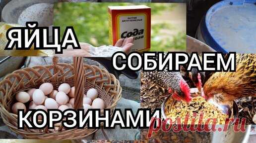 Жизнь без Спешки. | Сода Для Кур//Картофель для Кур Несушек//Яйценоскость Круглый Год