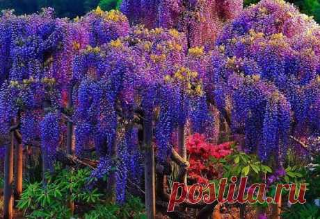 Цветёт глициния!!! КРАСОТА!!!