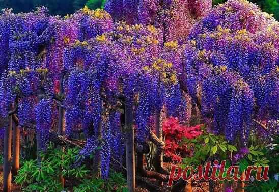 Цветёт глициния!!! КРАСОТА!!!