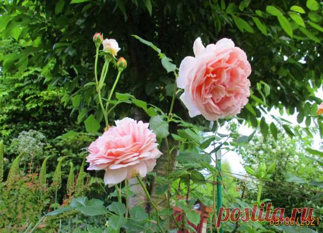 Плетистые розы. Как я их размножаю и стригу. | МОЙ САД У ДОМА | Яндекс Дзен