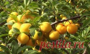 Самые популярные сорта желтой сливы: советы по уходу и посадке - Агроному.com
