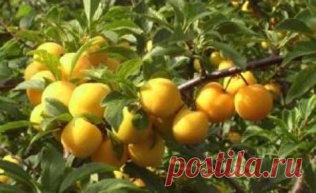 Самые популярные сорта желтой сливы: советы по уходу и посадке - Агроному.com