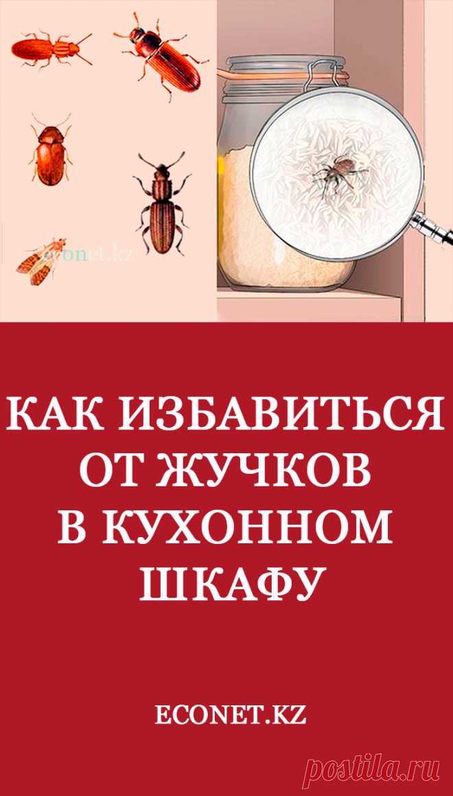 Как избавиться от жучков в кухонном шкафу

Появление на кухне насекомых и вредителей не всегда указывает на нечистоплотность хозяйки. Паразиты портят продукты питания, крупы и муку, наносят убытки, откладывая личинки. Поэтому при первых признаках жучков необходимо провести обработку и избавиться от них.