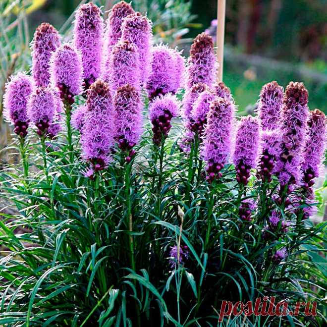 Многолетний садовый цветок Лиатрис (Liatris). Травянистый корневищный многолетник с прямостоячими, густо облиственными стеблями высотой от 40 см до 2 м. Листья узкие, ланцетные, очередные. Цветки мелкие, собраны в сложные метельчатые соцветия. Цветет в августе - сентябре.