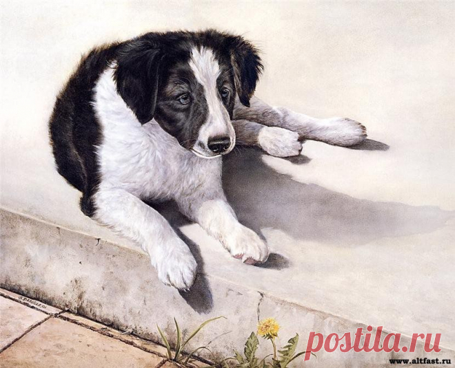 Симпатичные животные от художника Shirley Deaville. » Мир Развлечений на AltFast