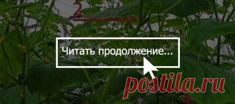 Подвязка, формирование огуречной плети